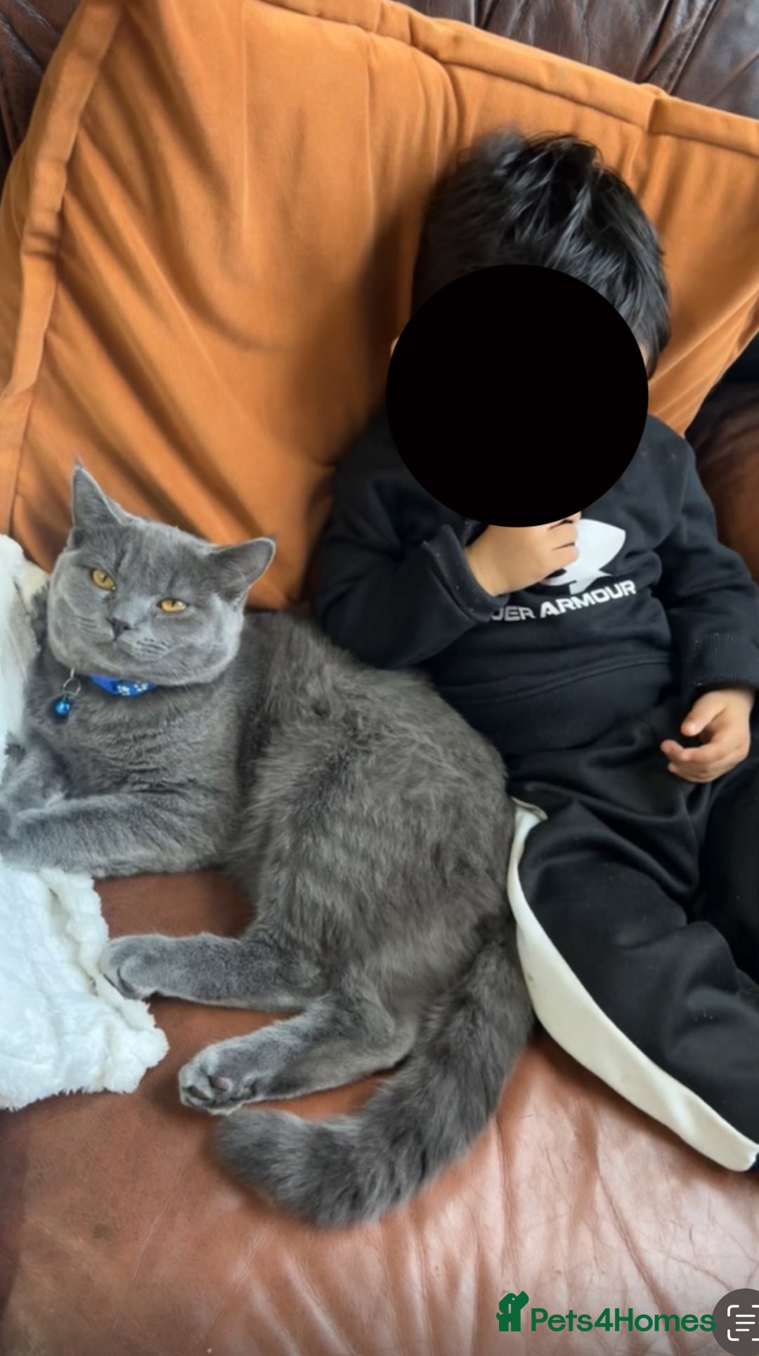British Shorthair cats for sale: 2 british shorthair and ragdoll mix for sale!  - Image 3