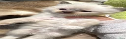 Ragdoll cats for sale: Sheffield Ragdoll pets in Sheffield - Advert 3