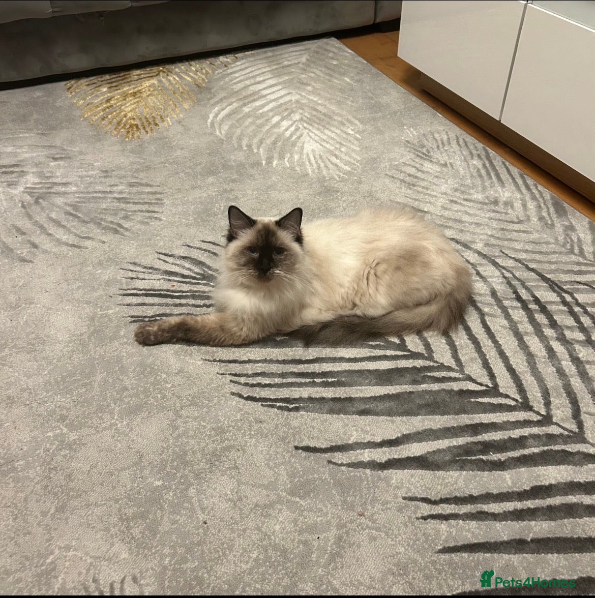 Ragdoll cats 😻4 Beautiful Purebred Ragdoll Kittens😻 - Advert 1