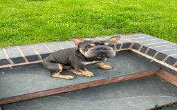 French Bulldog dogs for stud:  **  French Bulldog Stud - Image 4