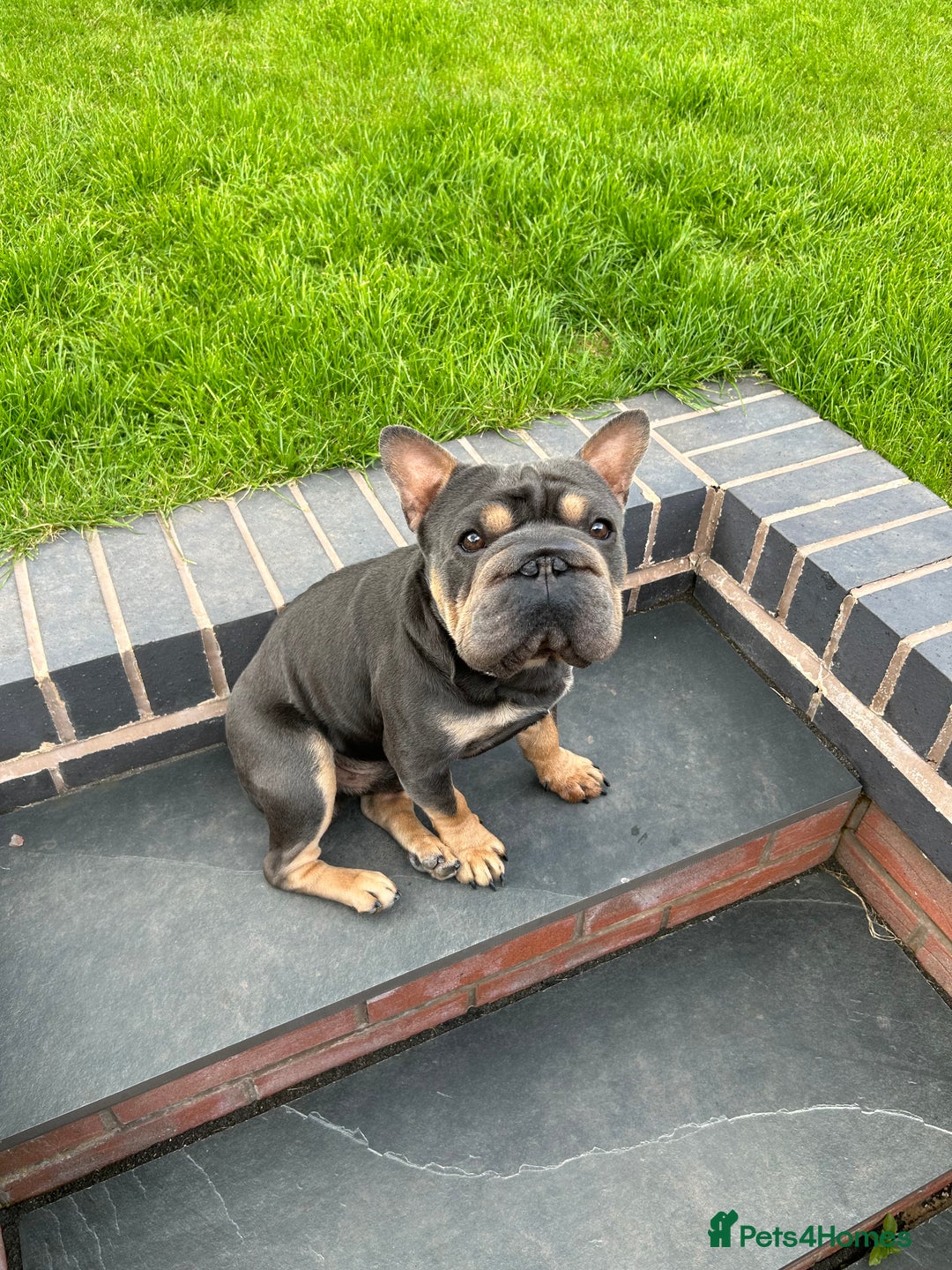 French Bulldog dogs for stud:  **  French Bulldog Stud - Image 4