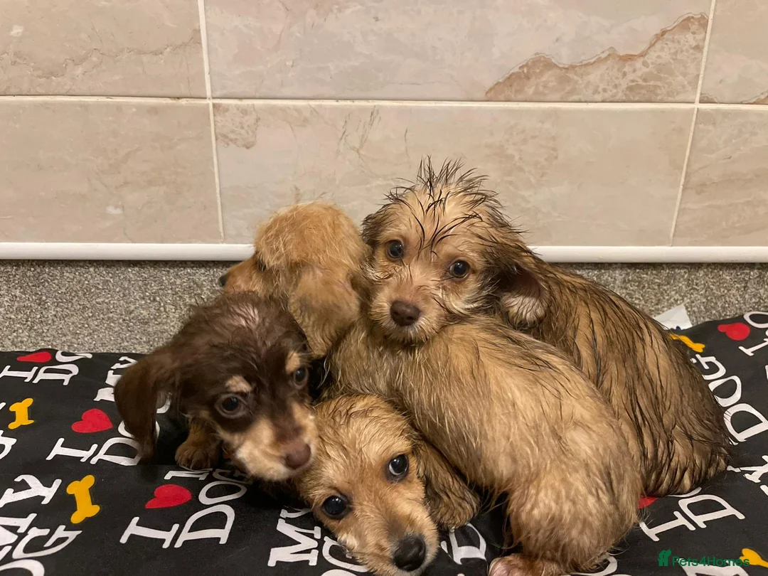 Doxiepoo dogs for sale: Doxiepoos ready for their new forever homes!!! - Advert 9