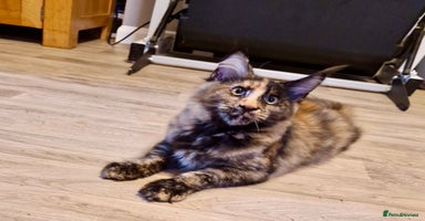 Maine Coon cats - Advert 7