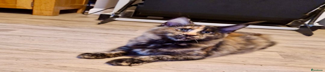 Maine Coon Kitten 2