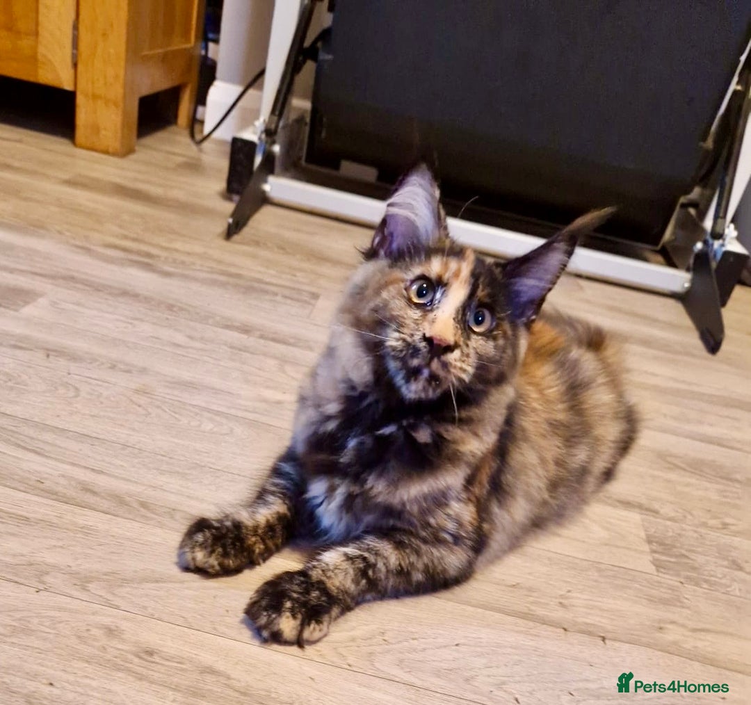 Maine Coon cats for sale: 2 Large Tica Maine Coon Kittens - Image 3