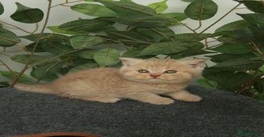 British Shorthair cats in Feltham - Advert 12