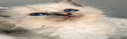 Ragdoll cats for sale: 🥇AWARD WIN 🏆 GCCF RAGDOLL KITTENS  - Advert 21