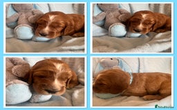 Irish Doodle dogs for sale: Gorgeous Miniature F1 Irish Doodles - Image 11