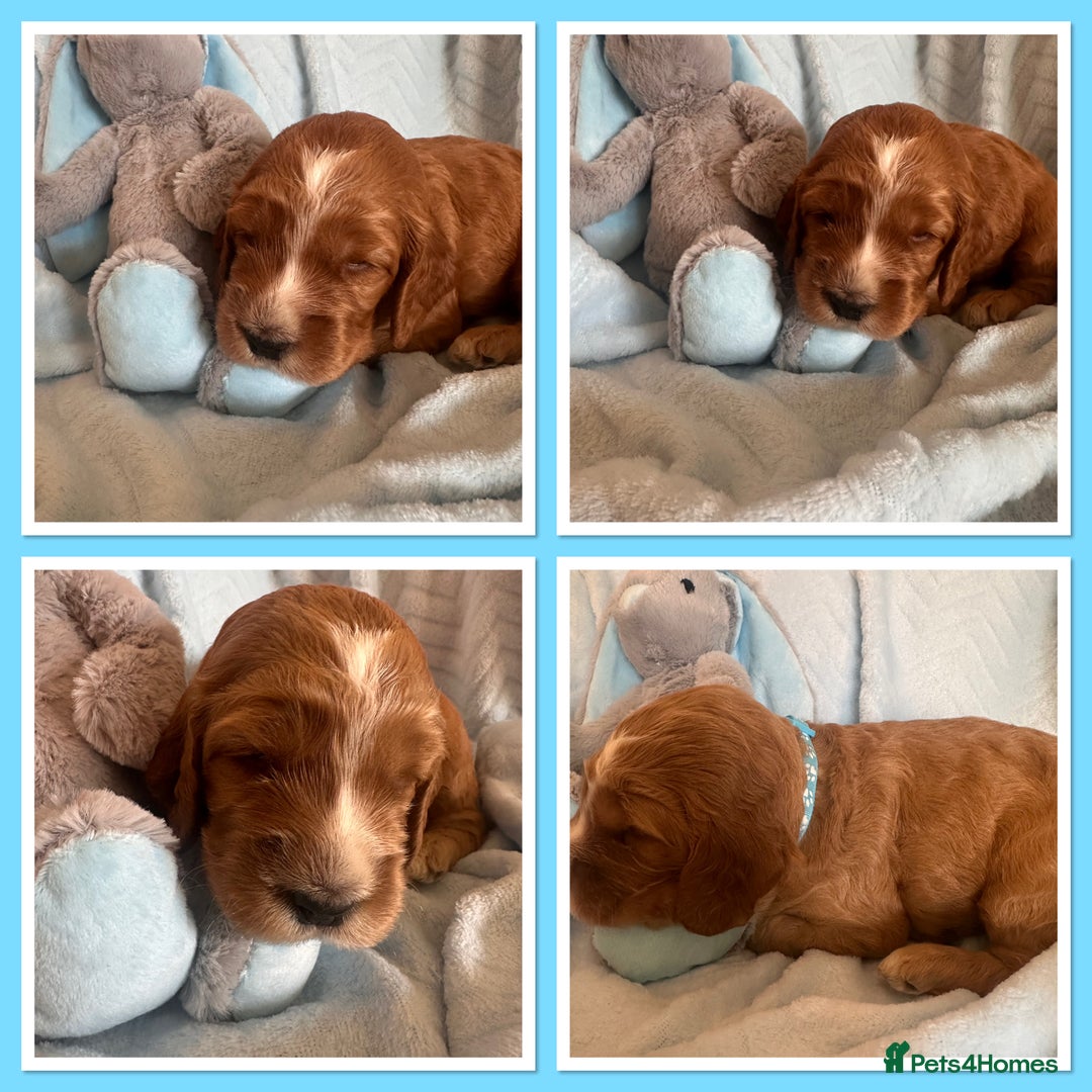 Irish Doodle dogs for sale: Gorgeous Miniature F1 Irish Doodles - Image 11