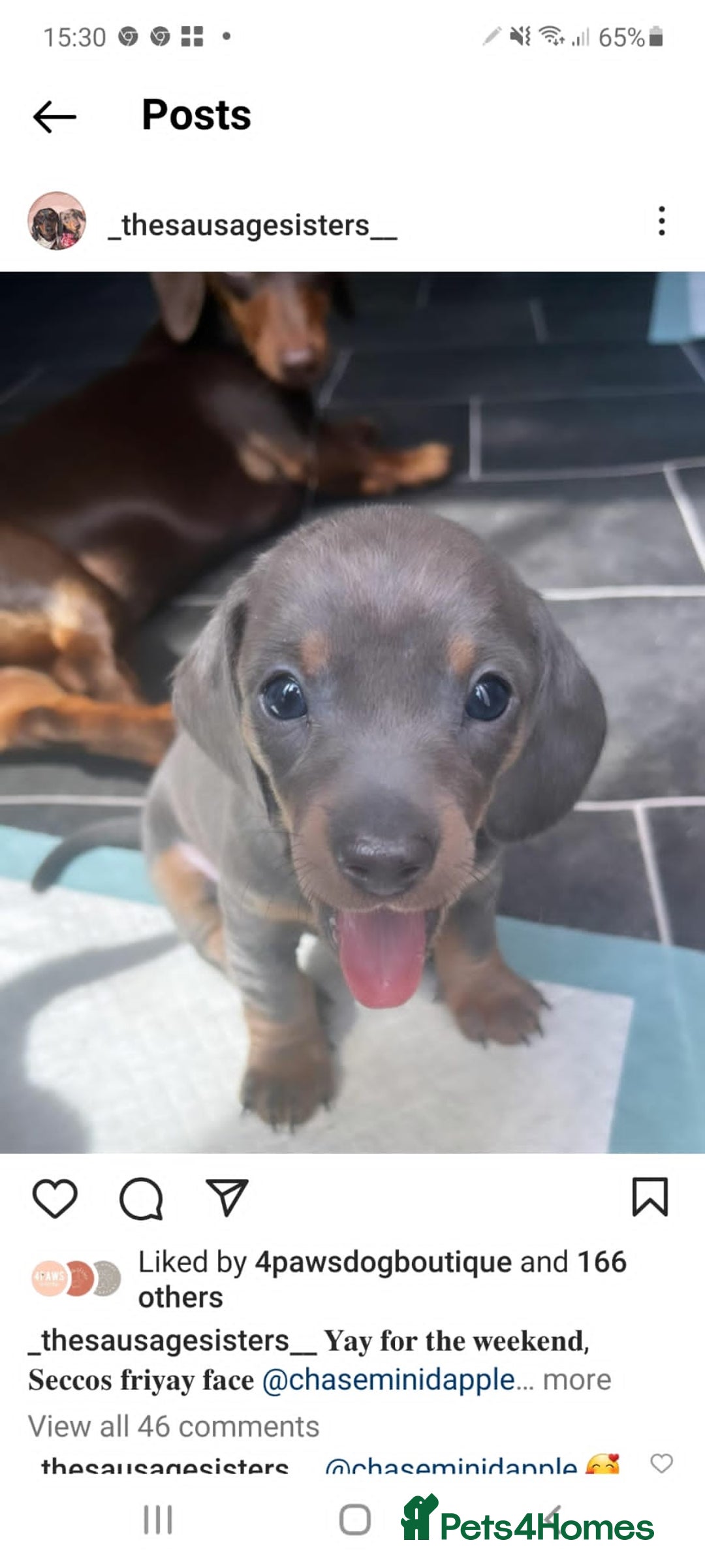 Miniature Dachshund dogs for stud: Richie proven and ready to stud. in Liverpool - Advert 23