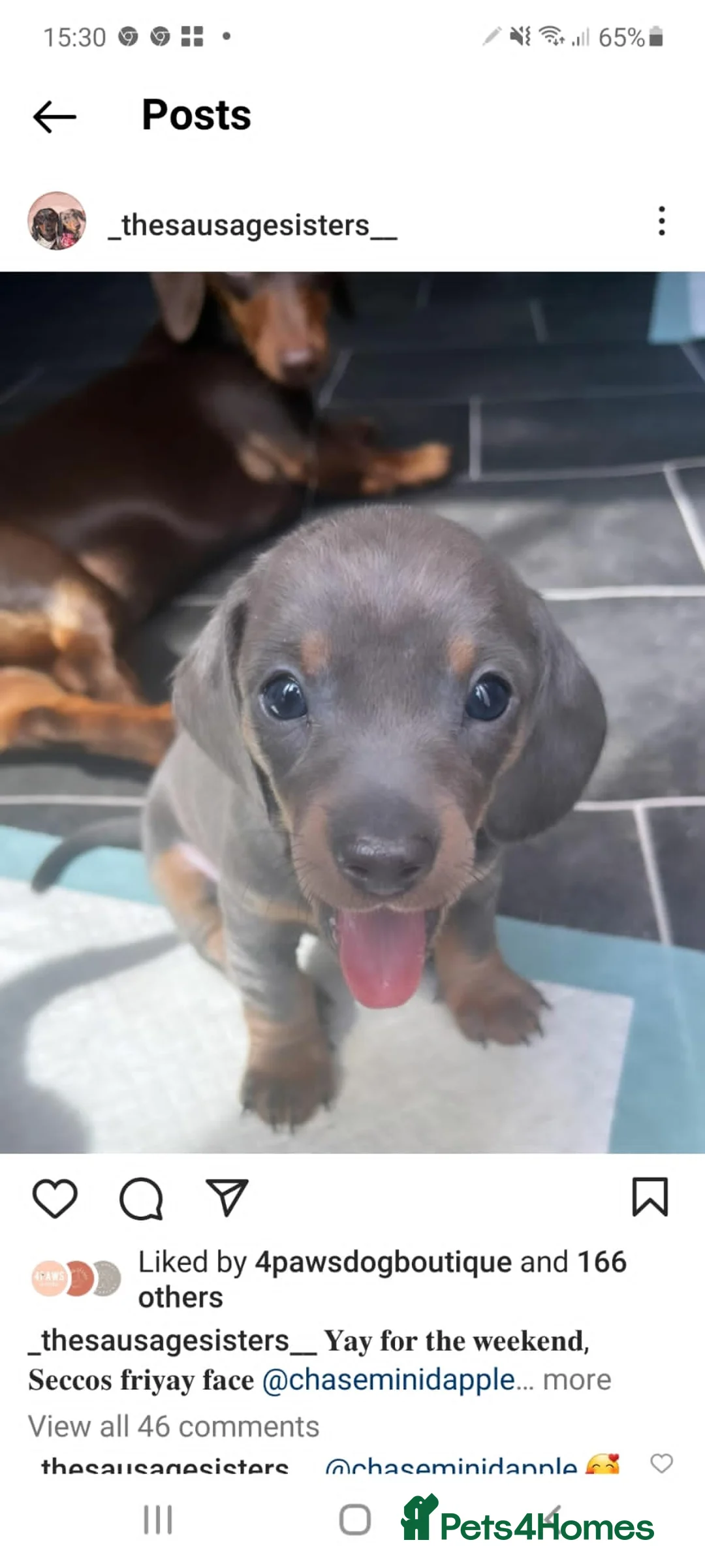 Miniature Dachshund dogs for stud: Richie proven and ready to stud. in Liverpool - Advert 23