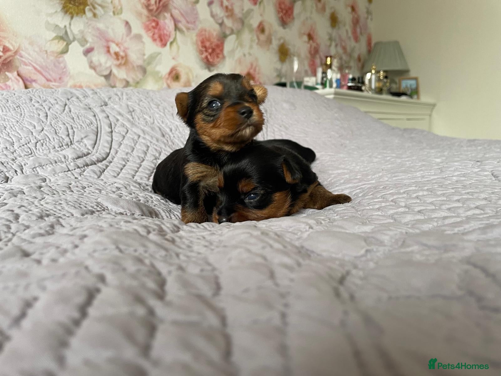 Yorkshire Terrier dogs (2 weeks ) Two girls 2500£ and one boy2300£ - Advert 16