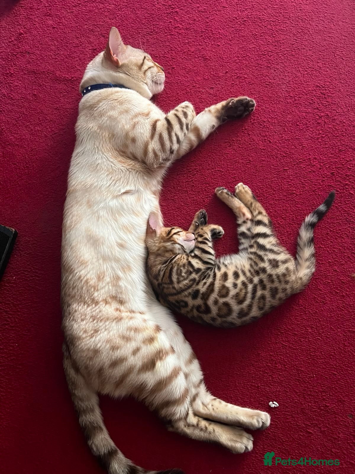 Mixed Breed cats Beautiful Siamese Bengal kittens  - Advert 10