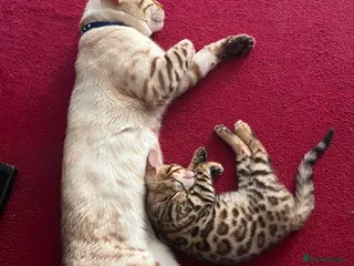 Mixed Breed cats Beautiful Siamese Bengal kittens - Advert 10