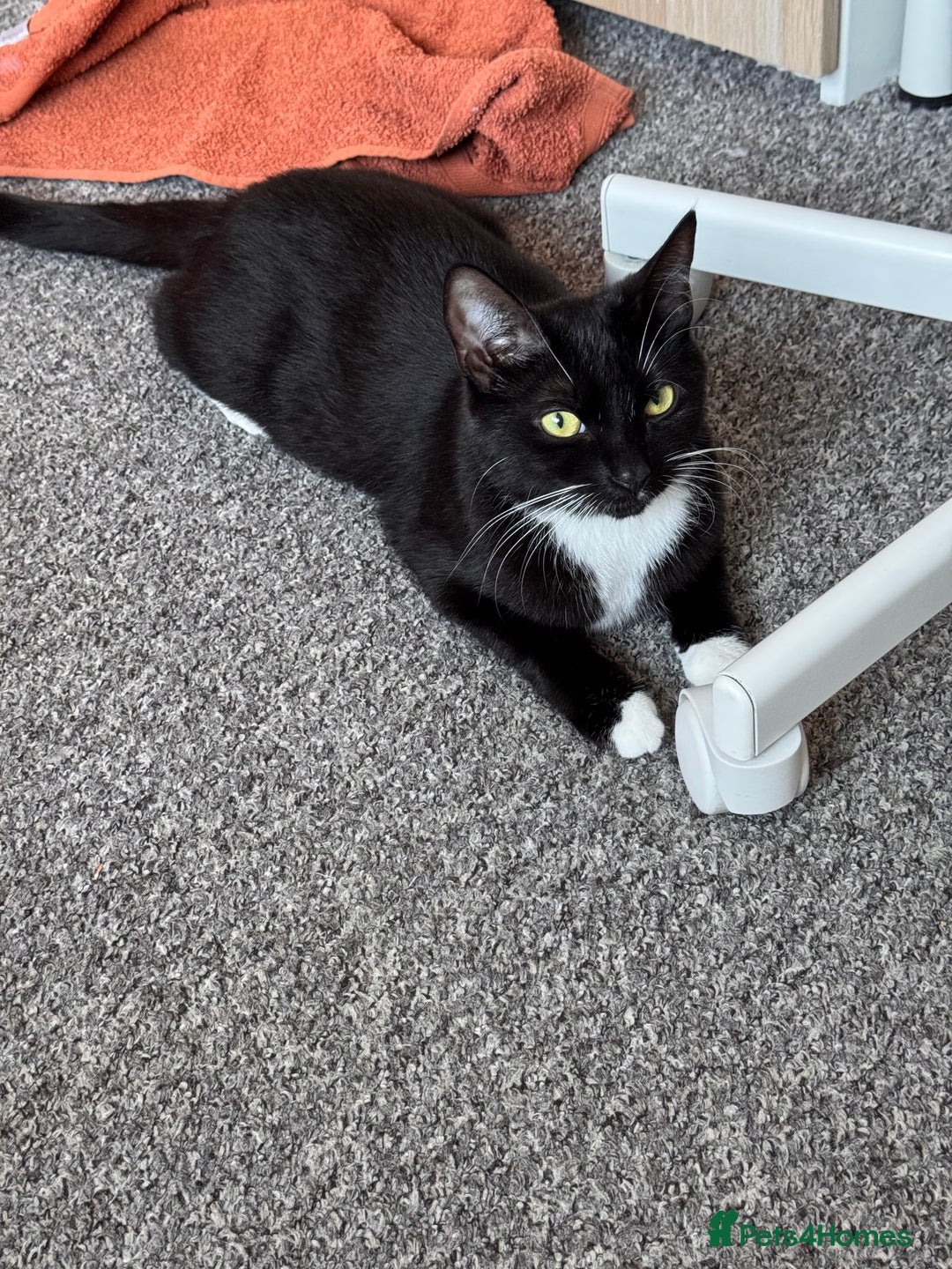 Mixed Breed cats for sale: Tuxedo kitten looking for a new home - Image 8