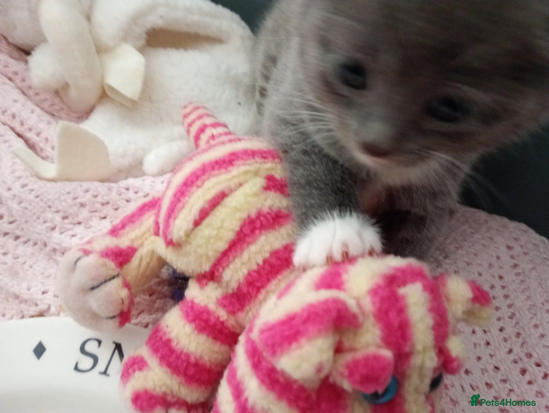 British Shorthair cats for sale: Adorable blue grey kittens - Image 6