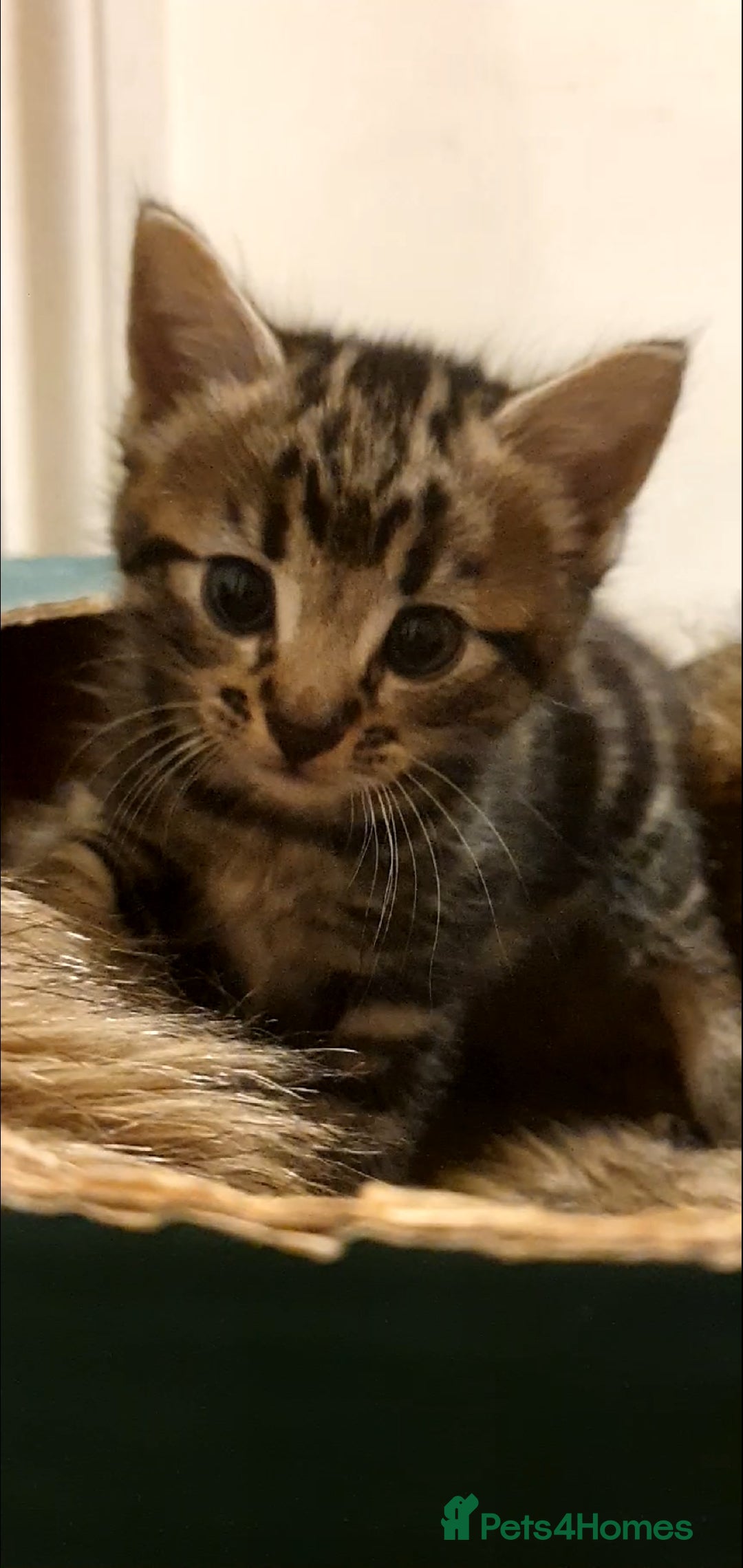 Bengal cats for sale: Half bengal kittens for rehome - Advert 2