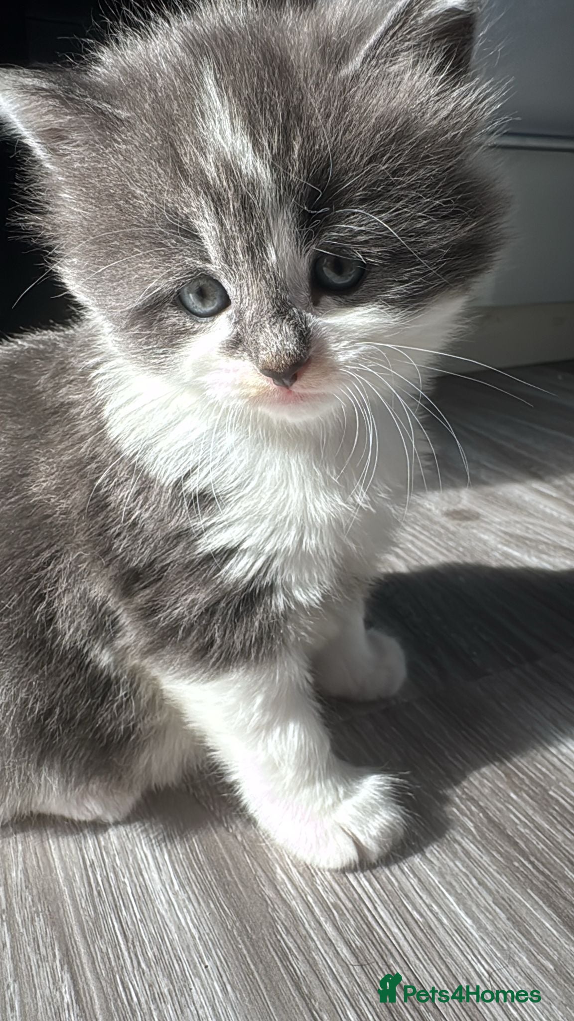 Mixed Breed cats Beautiful half Maine coon kittens Grey and ginger  - Advert 5