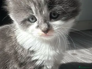 Mixed Breed cats Beautiful half Maine coon kittens Grey and ginger - Advert 5