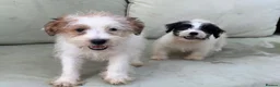 Jack Russell dogs for sale: 3 male Jack Russell puppies  - Advert 6