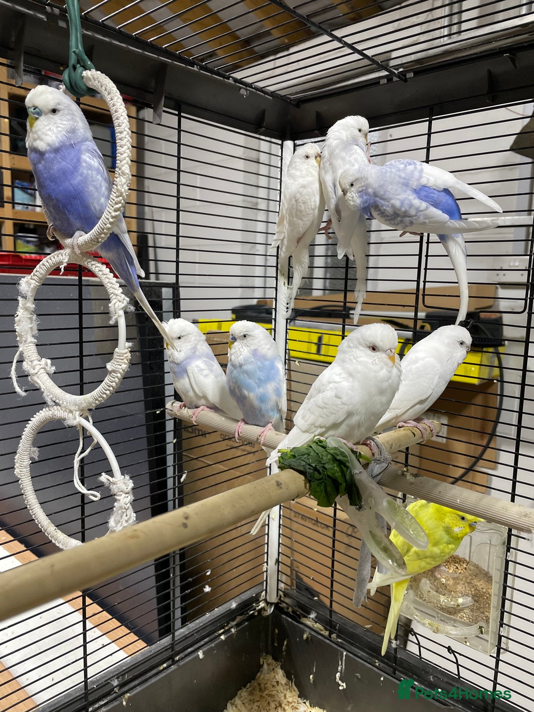 Budgerigars birds for sale: Beautiful Adult Budgies - Advert 1