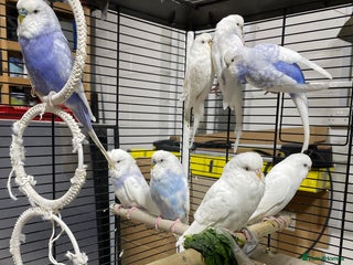 Budgerigars birds Beautiful Adult Budgies - Advert 1
