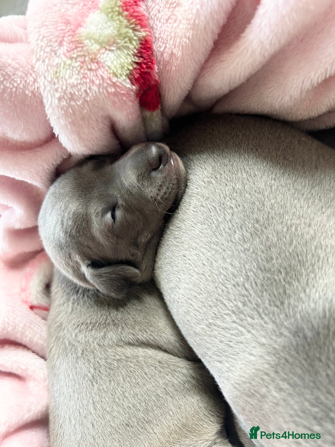 Italian Greyhound dogs for sale: 🐾Exceptional litter of KC Italian Greyhounds 🐾 - Advert 3