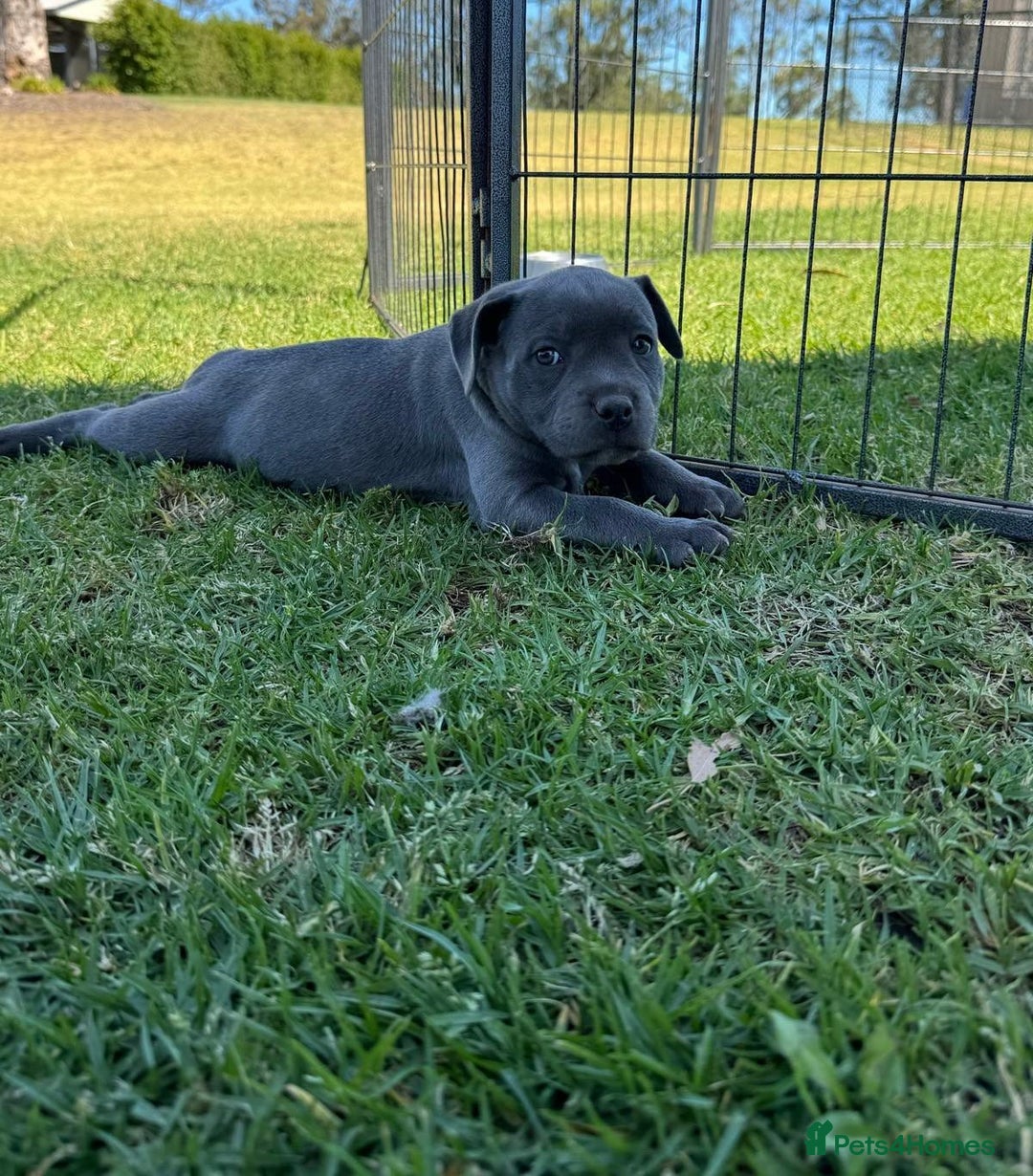 Staffordshire Bull Terrier dogs for sale: Ultimate healthy blueish Staffordshire bullies  - Image 2