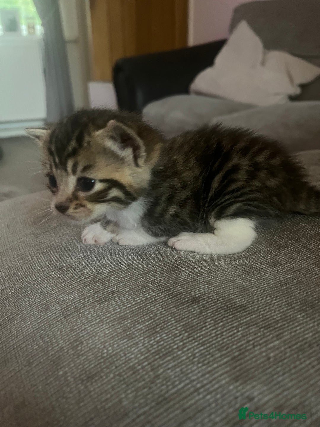 British Shorthair cats for sale: 4 adorable girl kittens  - Image 1