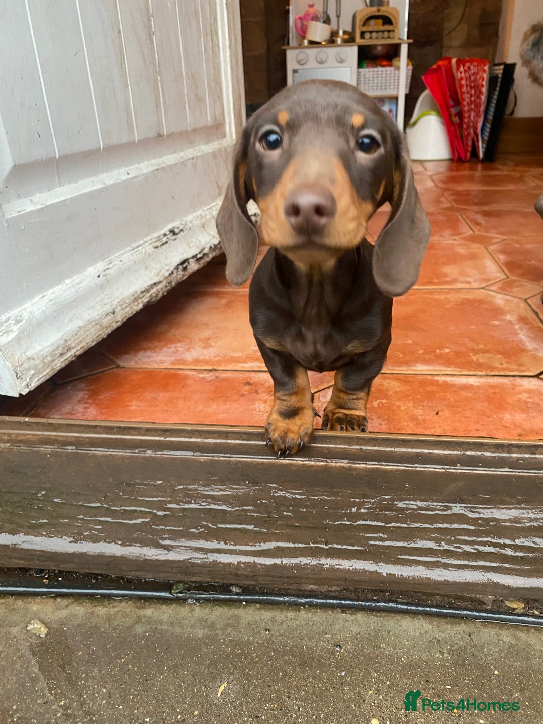 Dachshund dogs for sale: Miniature Dachshund Puppies ⭐️one male left  ⭐️ - Advert 2