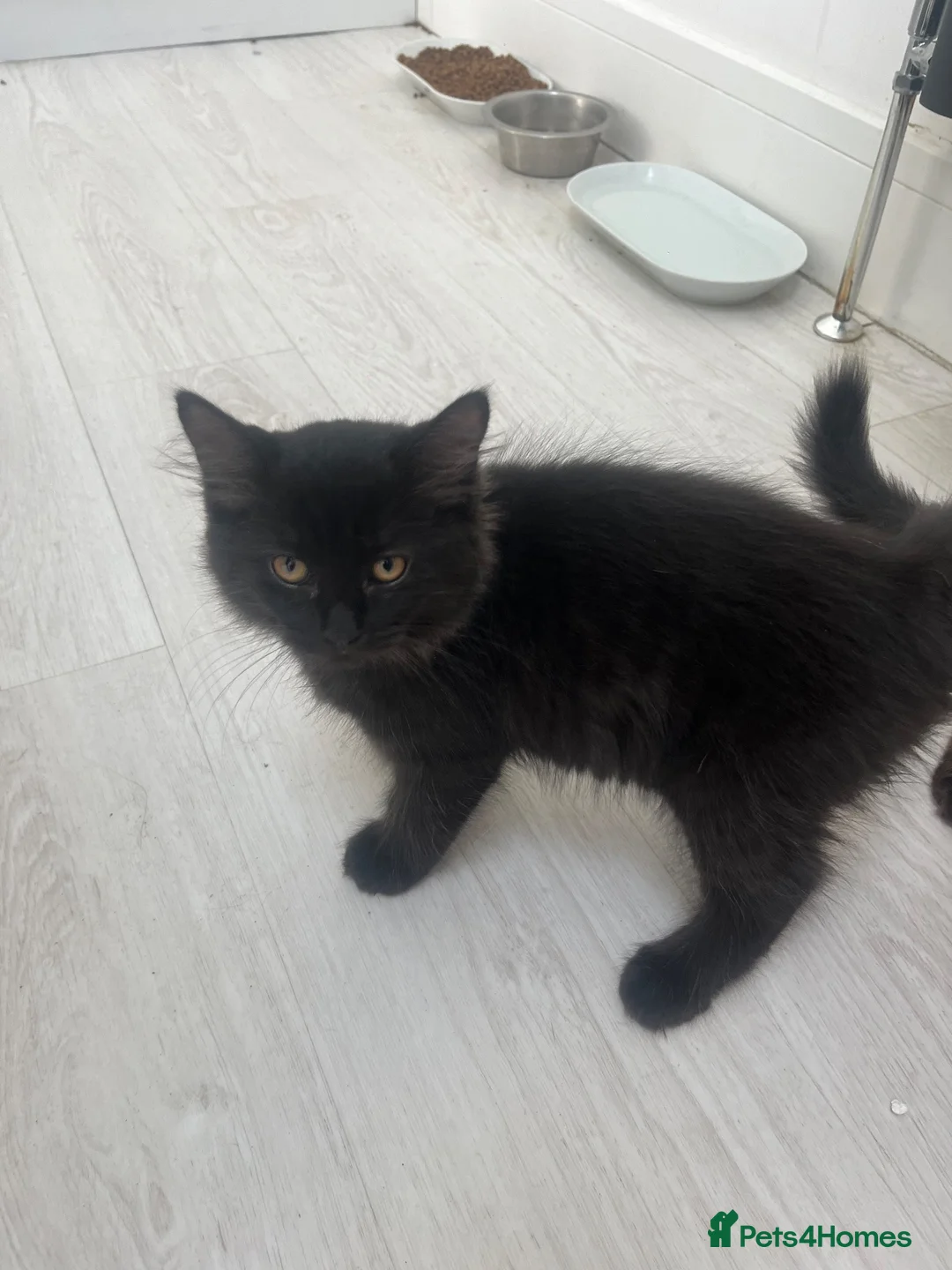 Ragdoll cats for sale: 4x Half ragdoll half mixed kittens  - Advert 2