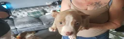 American Bully dogs for sale: Female American pocket bully puppy - Advert 27