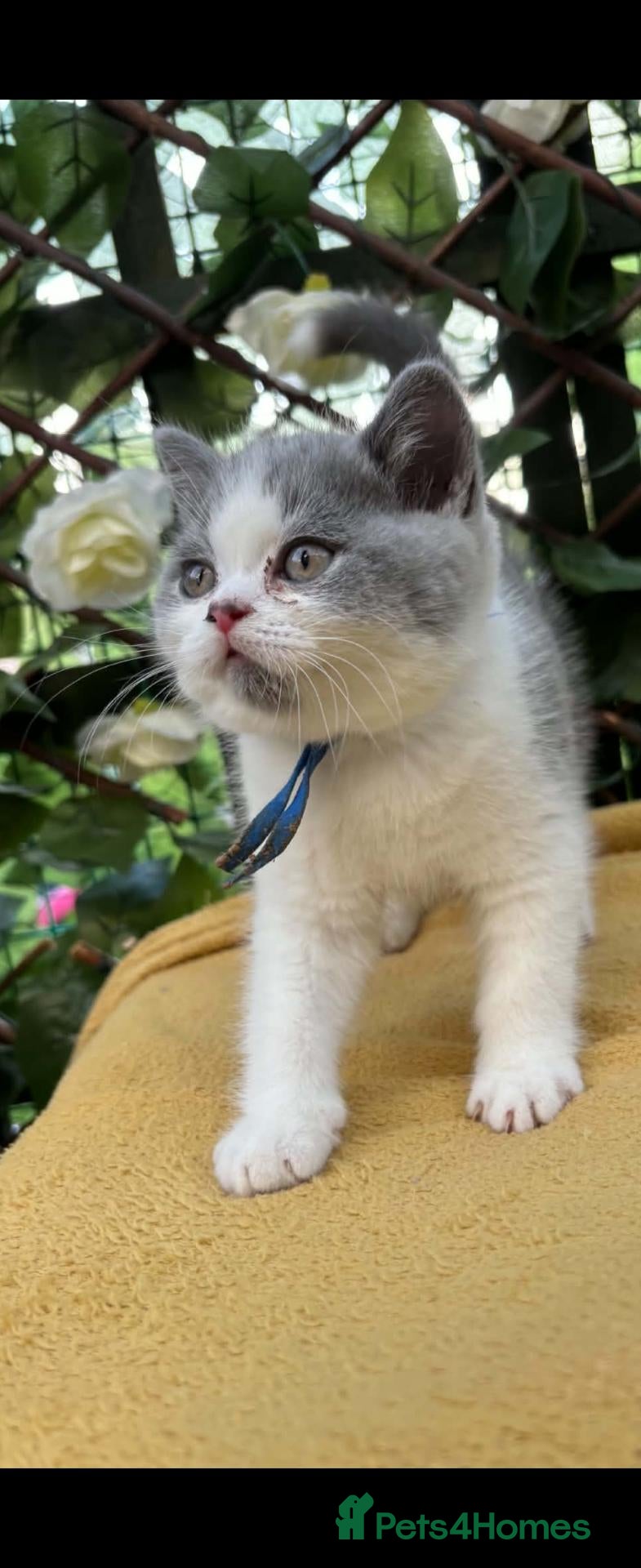 British Shorthair cats Full British shorthairs ready now  - Advert 1
