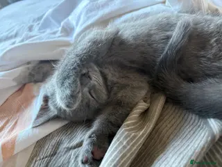 Scottish Fold cats 🐾 Charming Scottish Fold Kitten! 🐾 - Advert 7
