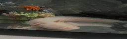 Axolotl reptiles for sale: 2 axolotls available male and female  - Advert 3