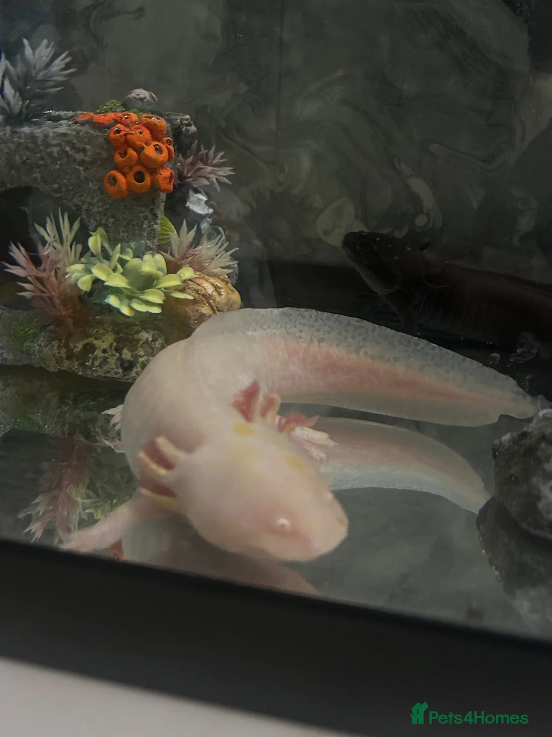 Axolotl reptiles for sale: 2 axolotls available male and female  - Advert 3