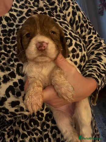 Cocker Spaniel dogs Cocker spaniel pups - Advert 4