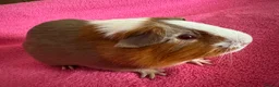 Guinea Pig rodents for sale: Guinea pig boar patch  tri colour slate,red,white  - Advert 3