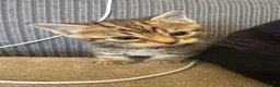 Mixed Breed cats for sale: 2 female kittens - Advert 1
