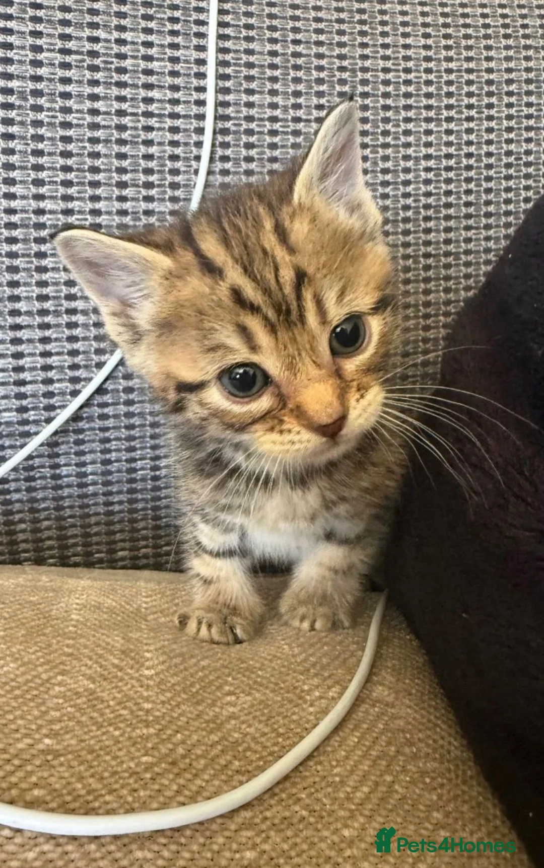 Mixed Breed cats for sale: 2 female kittens - Advert 1