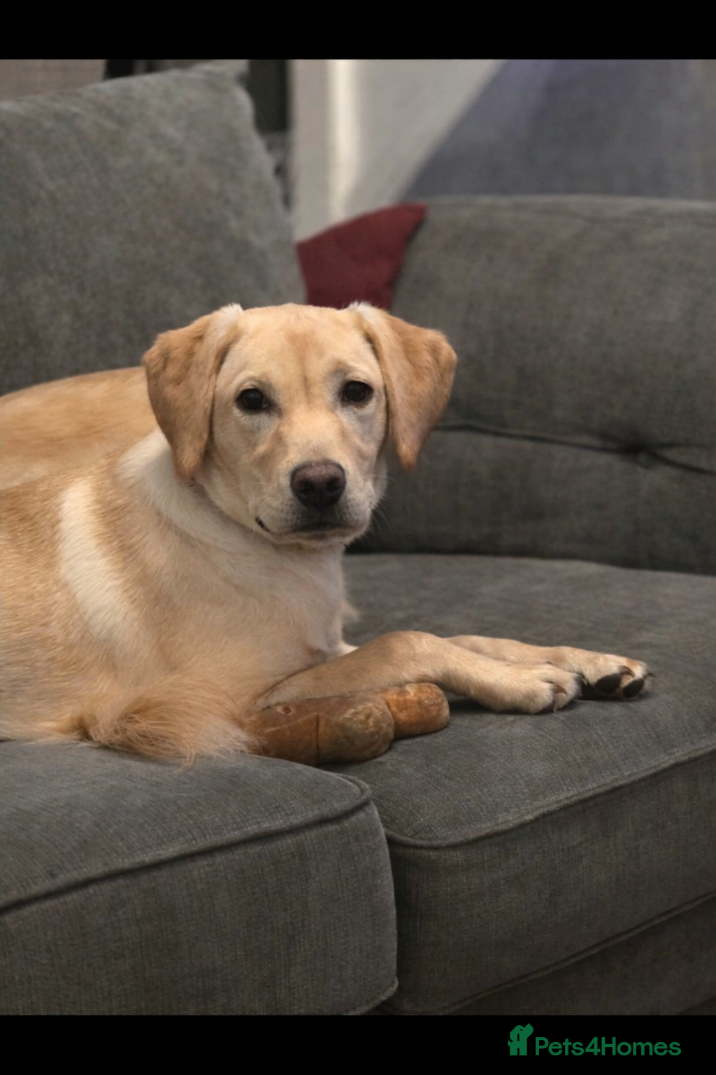 Labrador Retriever dogs Beautiful labrador  - Advert 6