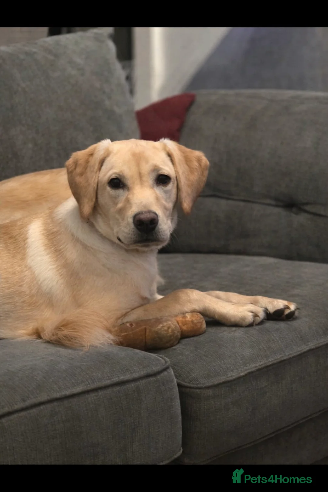 Labrador Retriever dogs for sale: Beautiful labrador  - Advert 1