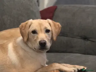 Labrador Retriever dogs Beautiful labrador - Advert 6