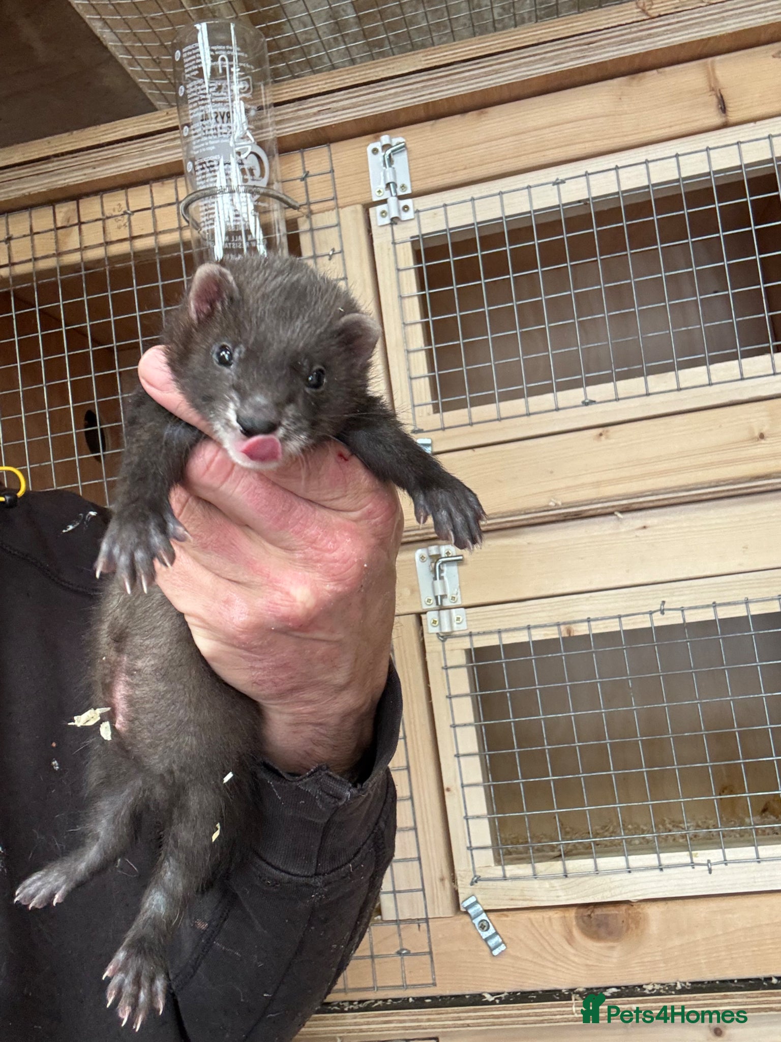 Ferret rodents for sale: Black line  in Cardiff - Advert 4
