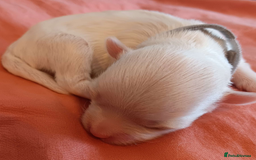 Maltese dogs for sale: 5 Male KC Maltese Puppies - Image 8