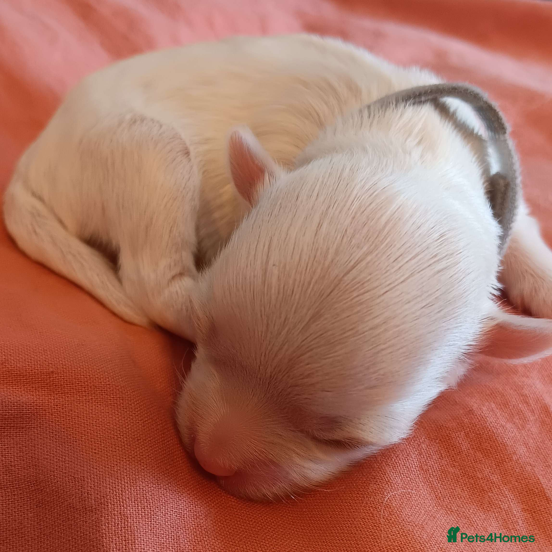 Maltese dogs for sale: 5 Male KC Maltese Puppies - Image 8