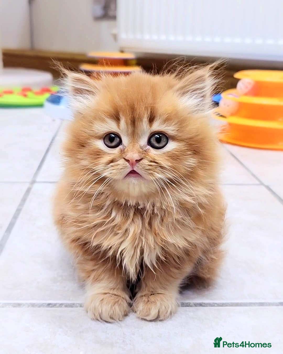 British Shorthair cats for sale: Lovely BSH/BLH Kittens Ready For New Home - Advert 21