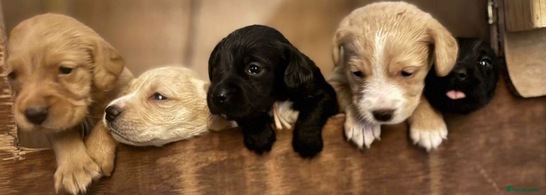 Cockerdor dogs Beautiful Gamekeeper Bred Working Cockerdors - Advert 2