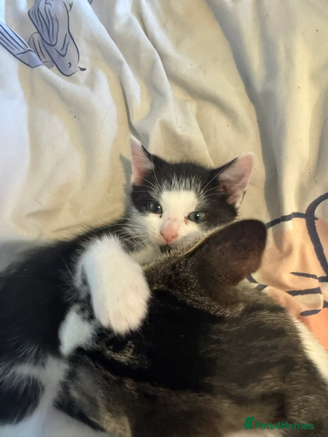 Mixed Breed cats for sale: Calico mix - Advert 2