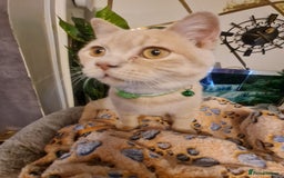 British Shorthair cats for sale: GCCF kittens ready 2 leave now - Advert 8